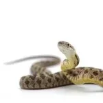 تفسير الاحلام لابن سيرين تفسير حلم الثعبان للعزباء المطلقة