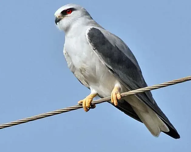 طائر الحدأة الذي كان سبب في حرائق أستراليا