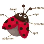 كم عدد ارجل الخنفساء حل الغاز 2023