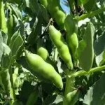 تظهر صور نبات الفول متى يظهر نبات الفول وماذا يسمى في الخليج اليمن السعودية