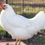 أسعار الدجاج في السعودية اليوم الإثنين 13 ديسمبر 2021