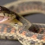 الهروب من الأفعى في المنام للحامل