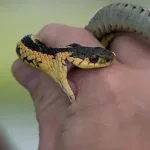 تفسير حلم لدغة الثعبان وخروج السم