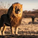 تفسير رؤية هجوم الأسد في المنام للمتزوجة لابن سيرين