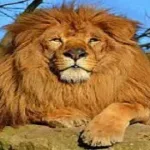 تفسير هجوم الاسد في المنام