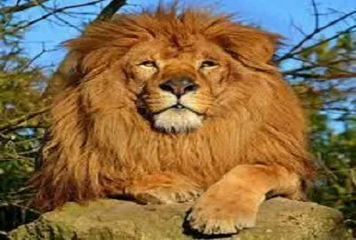 تفسير هجوم الاسد في المنام