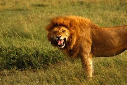 رؤية الأسد في المنام فهد العصيمي