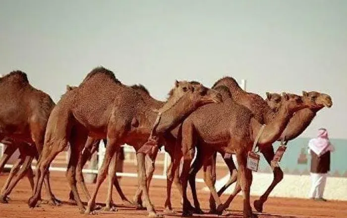 صاحب أكبر صفقة إيجار في عالم الإبل