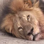 قتل الأسد في المنام