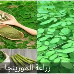 زراعة المورينجا؛ أهم 7 خطوات لزراعتها