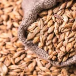 حبوب الشعير؛ ما أفضل أنواع الشعير؟