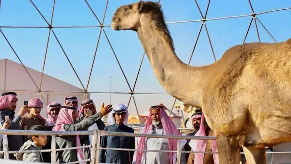 جائزة المركز الأول في مزاين الإبل 1443