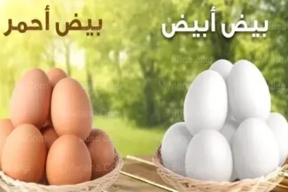 سعر كرتونة البيض اليوم الأربعاء 12 يناير 2022 في بورصة البيض الرئيسية ومنافذ البيع