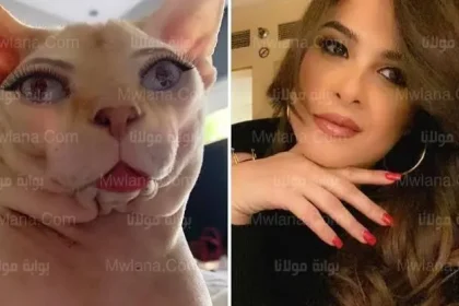 قط ياسمين عبد العزيز يثير الجدل.. 5 معلومات لا تعرفها عن قط ياسمين عبدالعزيز «قط فرعوني ونادر في مصر»
