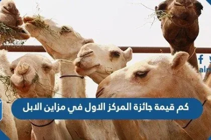 كم قيمة جائزة المركز الاول في مزاين الابل