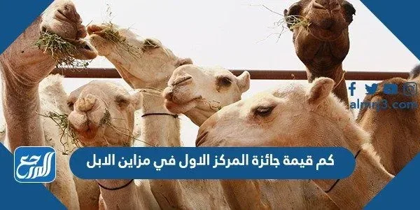 كم قيمة جائزة المركز الاول في مزاين الابل
