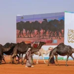 ماهي نتائج بيرق المؤسس صفر 2022