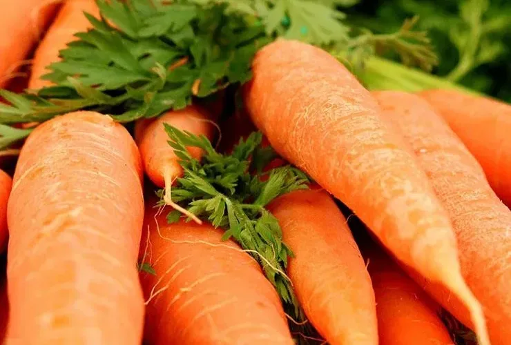 من فوائد الجزر في المملكة العربية السعودية