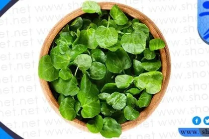 فوائد الجرجير للمتزوجين ومكوناته الغذائية