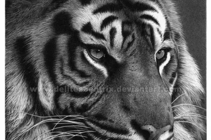 يوم النمر العربي معنى النمر العربي متى موعده