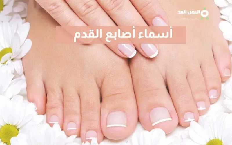 أسماء أصابع القدم