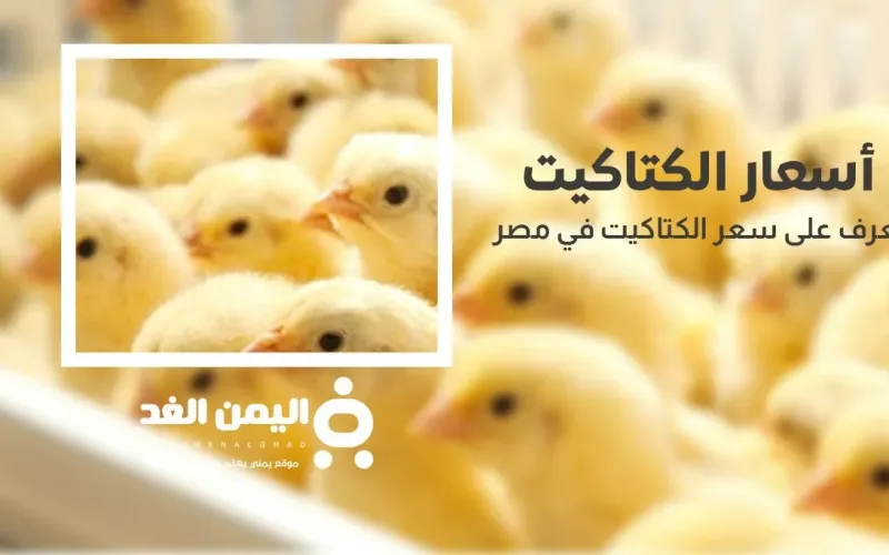 سعر الكتكوت الأبيض اليوم