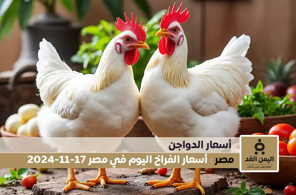 أسعار الفراخ البيضاء اليوم في مصر 17-11-2024