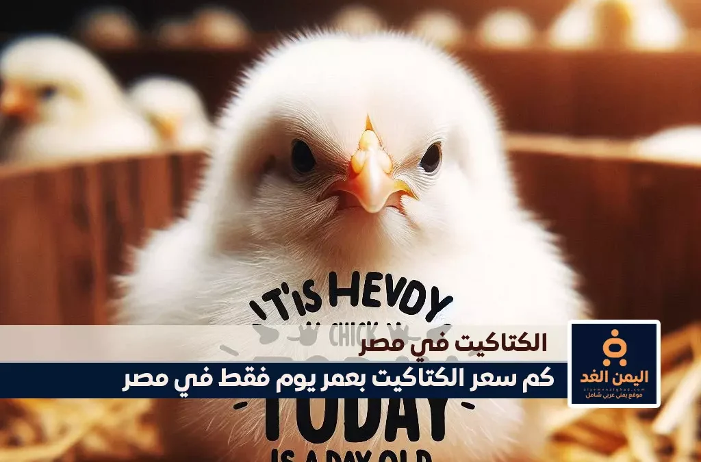 الكتكوت الأبيض اليوم عمر يوم