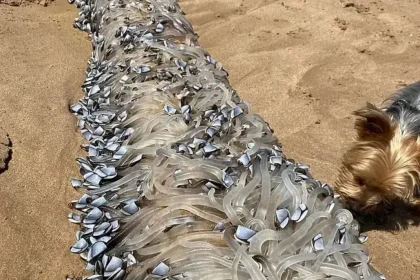 مخلوق في سواحل استراليها