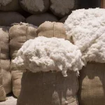 سعر قنطار القطن اليوم