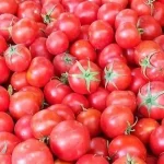 سعر كيلو الطماطم