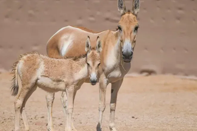 الحمار البري يعود إلى محمية سعودية