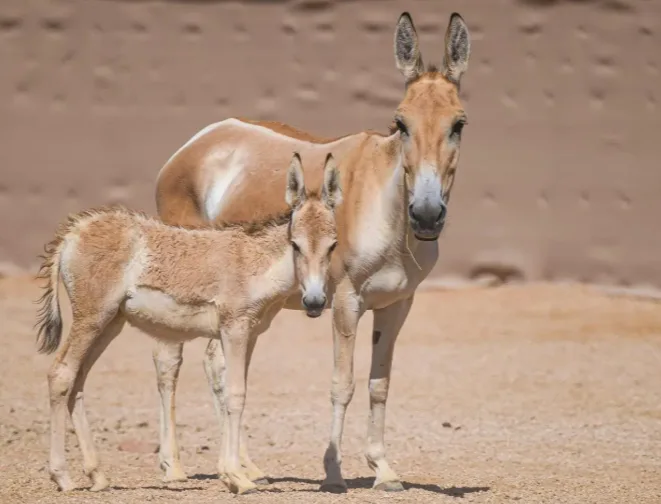 الحمار البري يعود إلى محمية سعودية بعد اكثر من 100 عام من الغياب Equus hemionus onager الحمار البري يعود إلى محمية سعودية