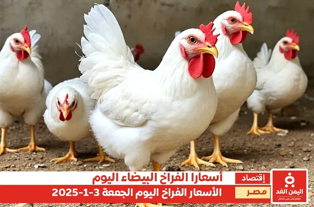 أسعار الفراخ البيضاء في مصر 3 يناير 2025