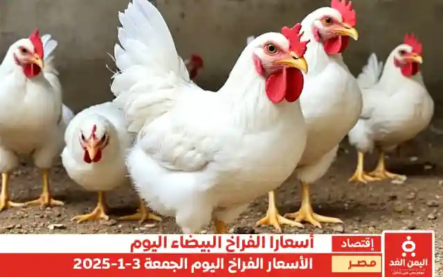 أسعار الفراخ البيضاء في مصر 3 يناير 2025 اليوم الجمعة البلدي والأمهات
