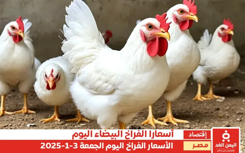 أسعار الفراخ البيضاء في مصر 3 يناير 2025 اليوم الجمعة البلدي والأمهات