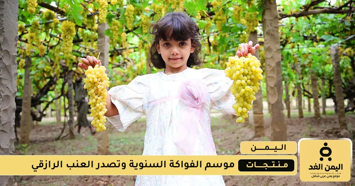 موسم "العوشة" في بني حشيش وأنواع الزبيب في اليمن موسم "العوشة" في بني حشيش وأنواع الزبيب في اليمن