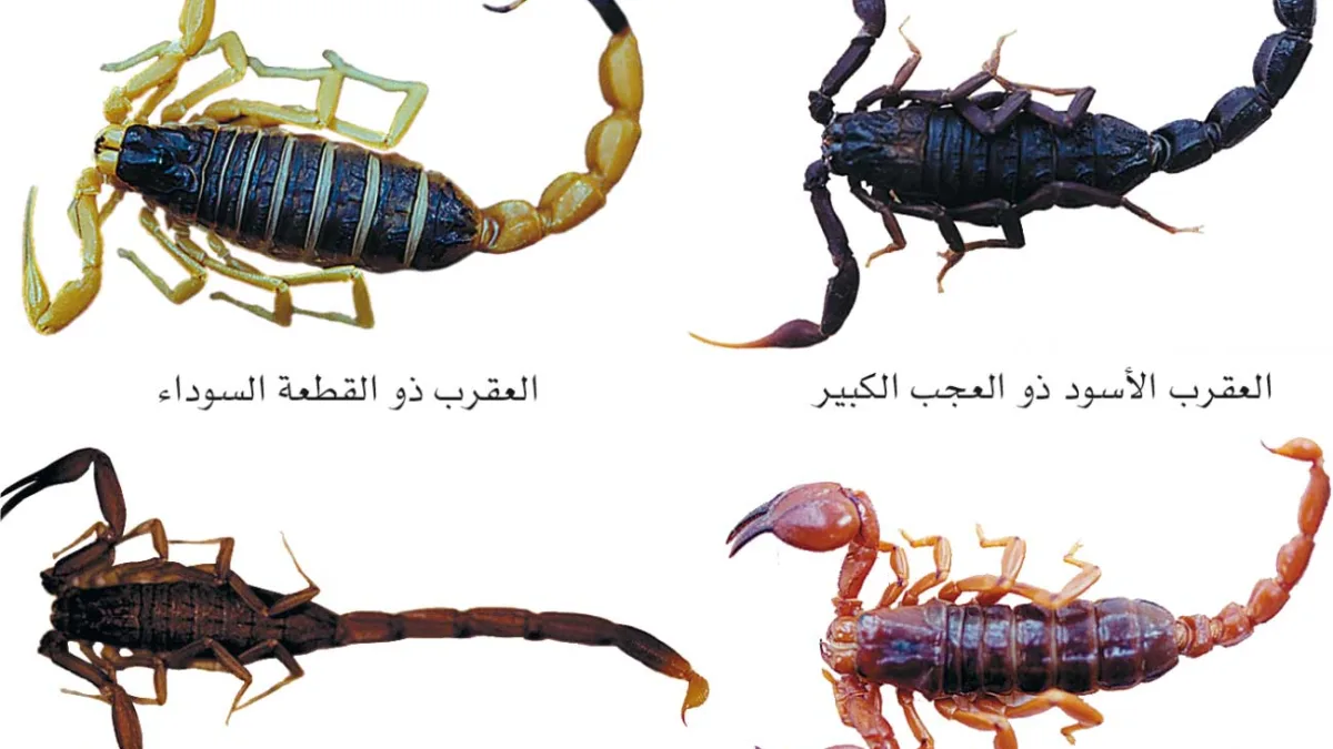 وفاة عساف نجل يوشا عبدالعزيز