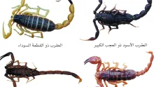 وفاة عساف نجل يوشا عبدالعزيز