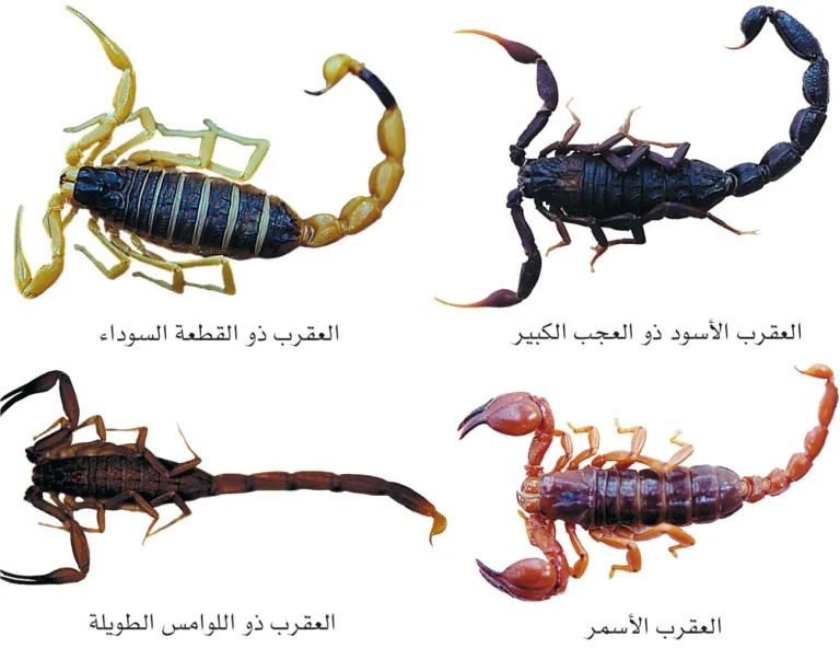 وفاة عساف نجل يوشا عبدالعزيز
