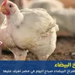 أسعار الفراخ البيضاء اليوم 12 اكتوبر 2025