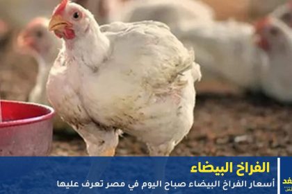 أسعار الفراخ البيضاء اليوم 12 اكتوبر 2025