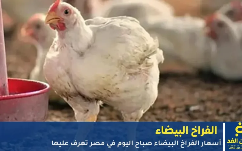 أسعار الفراخ البيضاء اليوم 12 اكتوبر 2025 في مصر تعرف على سعر الدجاج