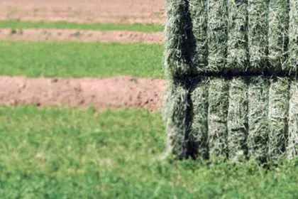 زراعة الأعلاف المعمرة