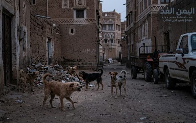 كلب يتسبب في وفاة طفل في صنعاء شاهد التفاصيل